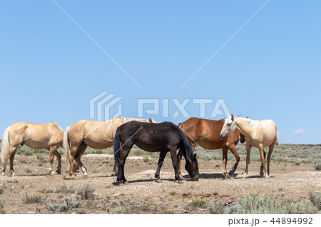 Wild horses in the High desert 44894992
