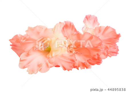gladiolus flowers isolated 44895838