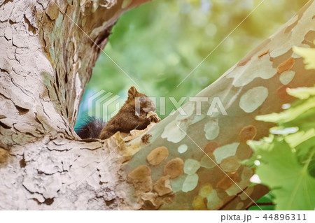 Squirrel on Tree 44896311