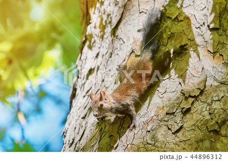 Squirrel on Tree 44896312