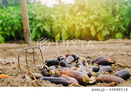 rotten spoiled eggplant vegetables 44896519