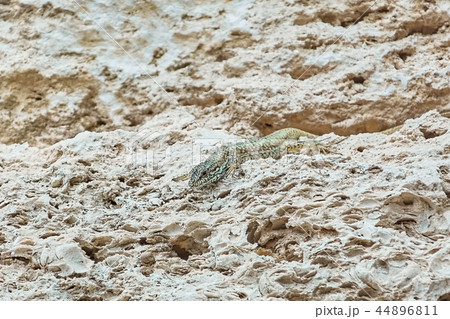 Lizard on Stone 44896811