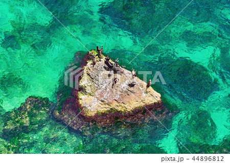 Cormorants on the Rock 44896812