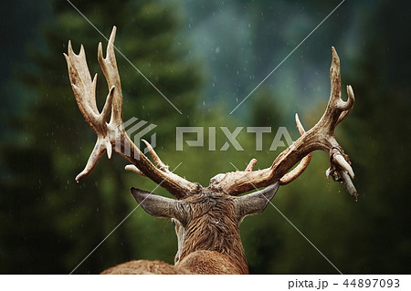 Red Deer Stag 44897093