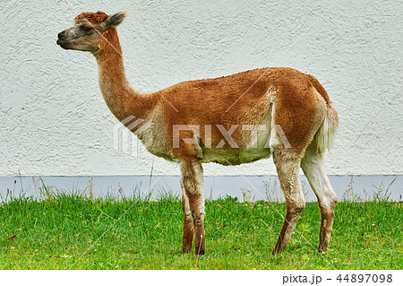 Alpaca near the Wall Alpaca near the Wall 44897098