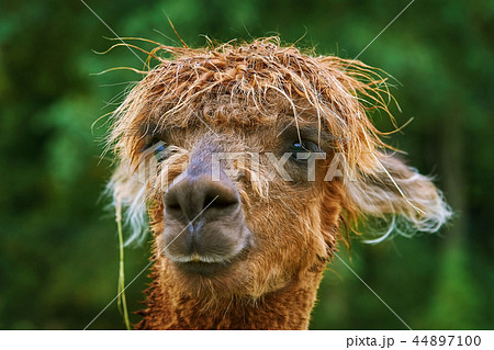 Portrait of Alpaca Portrait of Alpaca 44897100