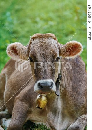 Portrait of Cow 44897103