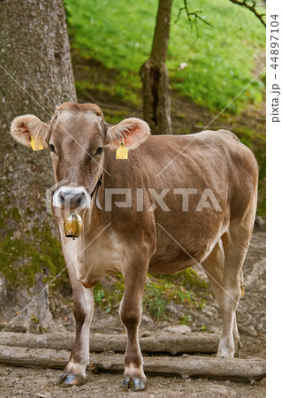 Cow Go to the Pasture 44897104