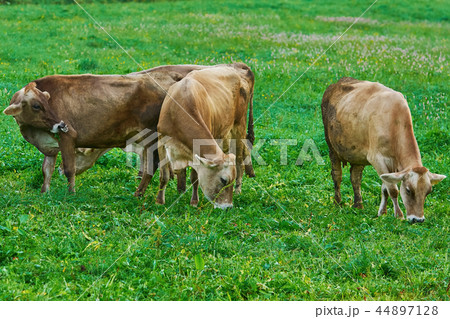 Cows in the Pasture Cows in the Pasture 44897128