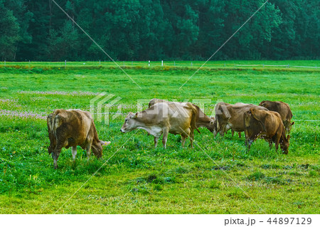 Cows in the Pasture Cows in the Pasture 44897129