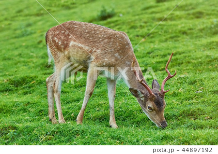 Deer on the Pasture 44897192