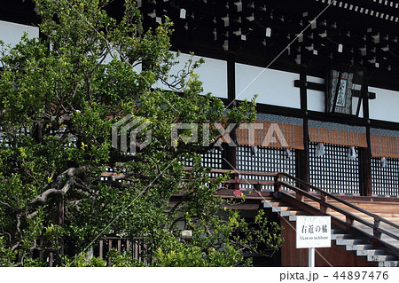 京都御所 紫宸殿と右近の橘 京都御所 紫宸殿と右近の橘 44897476