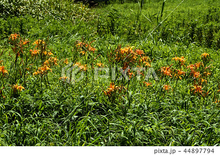 ハマカンゾウ 44897794