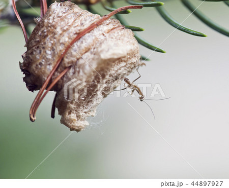 newly hatched baby Praying mantis 44897927
