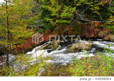 10月　日光135竜頭ノ滝･紅葉 44898064