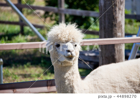 アルパカ1 44898270