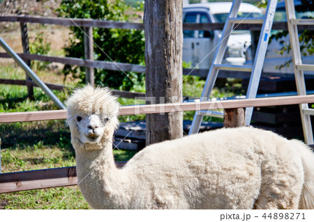アルパカ2 44898271