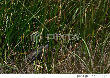 宮古島／島の自然 44898752