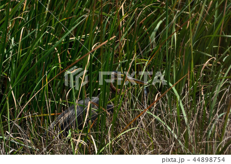 宮古島／島の自然 44898754