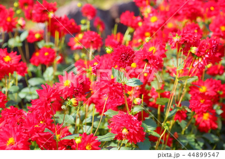 ダリアの花 44899547