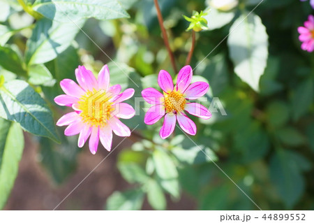 ダリアの花 44899552