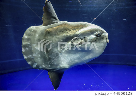 東京都 池袋 サンシャインシティ水族館 マンボウの写真素材