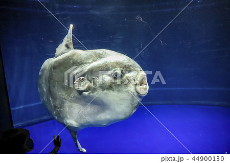 東京都 池袋 サンシャインシティ水族館 マンボウの写真素材