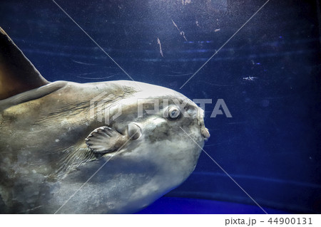 東京都 池袋 サンシャインシティ水族館 マンボウの写真素材