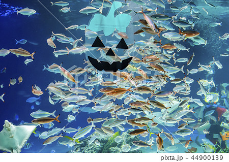 【東京都】池袋・サンシャインシティ水族館・水中パフォーマンス 【東京都】池袋・サンシャインシティ水族館・水中パフォーマンス 44900139