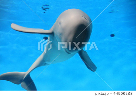 スナメリ スナメリ 44900238