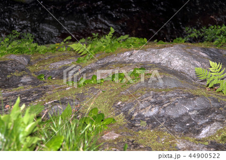 イワタバコ 岩煙草 44900522