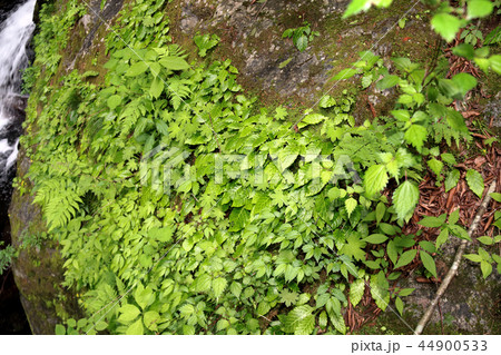 イワタバコ 岩煙草 44900533