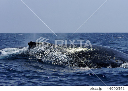 呼吸で浮上したザトウクジラ　小笠原 44900561
