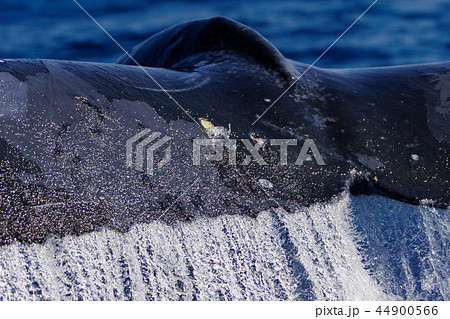 尾びれを上げるザトウクジラ　小笠原 44900566