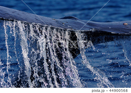 尾びれを上げるザトウクジラ　小笠原 44900568