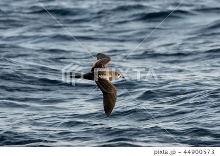 小笠原の海上を飛ぶオナガミズナギドリ 小笠原の海上を飛ぶオナガミズナギドリ 44900573