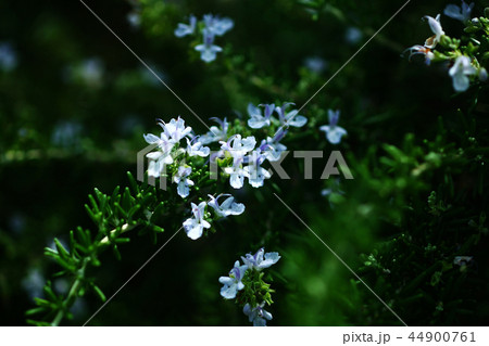 ハーブ ローズマリーの花 ハーブ ローズマリーの花 44900761