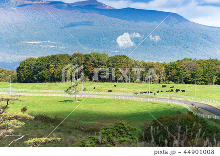 宮城栗駒山と高原の牧場と放牧牛 44901008