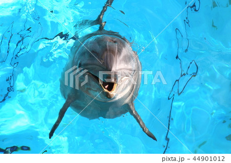 イルカ 44901012