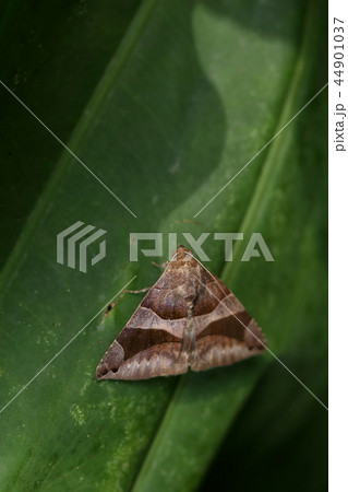 生き物　昆虫　キオビアシブトクチバ、黄帯は後翅にあります。前翅は教科書通りの保護色で地味な枯葉色 44901037