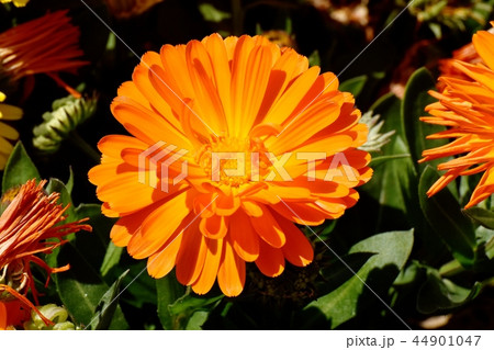三鷹中原に咲くオレンジのキンセンカ 三鷹中原に咲くオレンジのキンセンカ 44901047