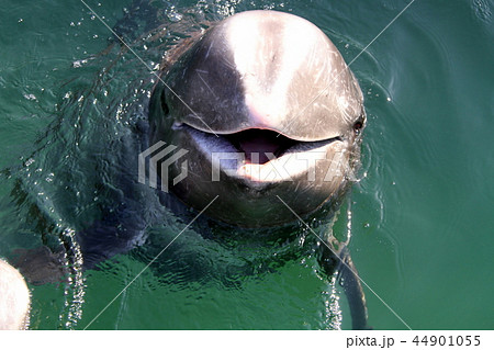 ハナゴンドウ 44901055