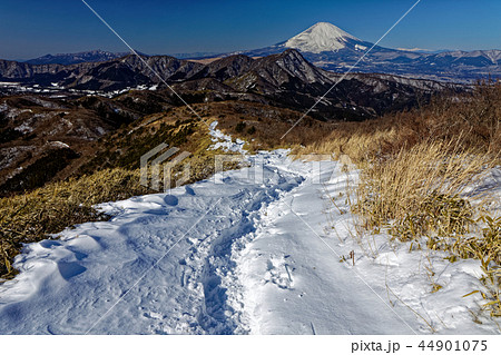 箱根・明神ヶ岳への登りから見る富士山 44901075