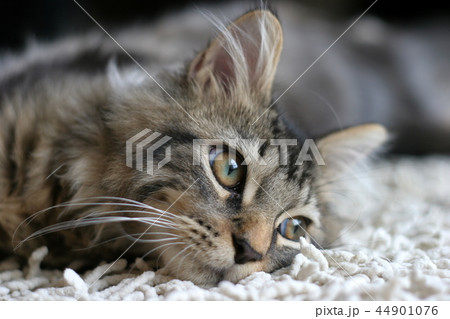 猫 猫 44901076