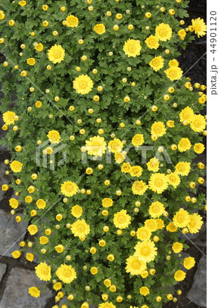 菊懸崖作り　黄色花　01 44901120