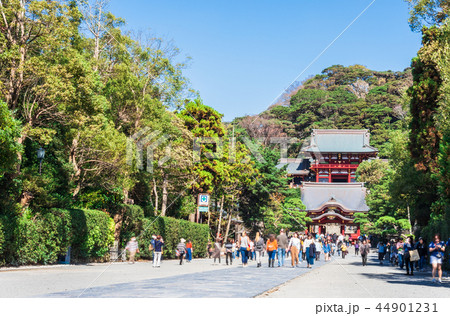 鎌倉　鶴岡八幡宮　参道 44901231