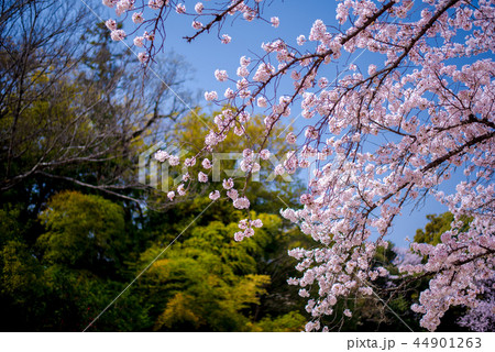 後楽園の桜３ 44901263