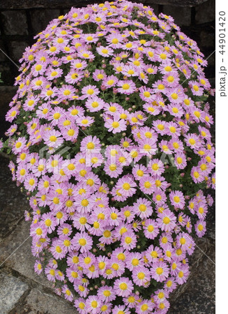 菊の花 懸崖作り 03 菊の花 懸崖作り 03 44901420