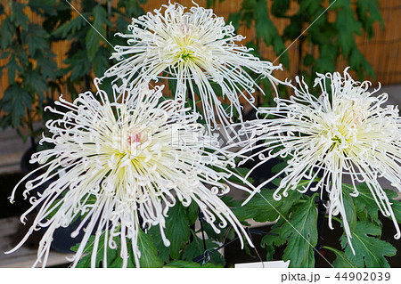 菊　大輪　管物 44902039