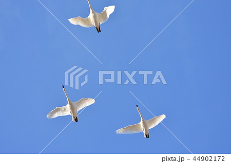 飛んでる白鳥の写真素材